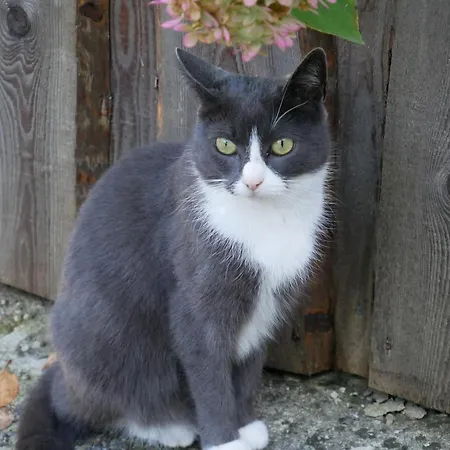 Hummelbrunner 바드고이세른