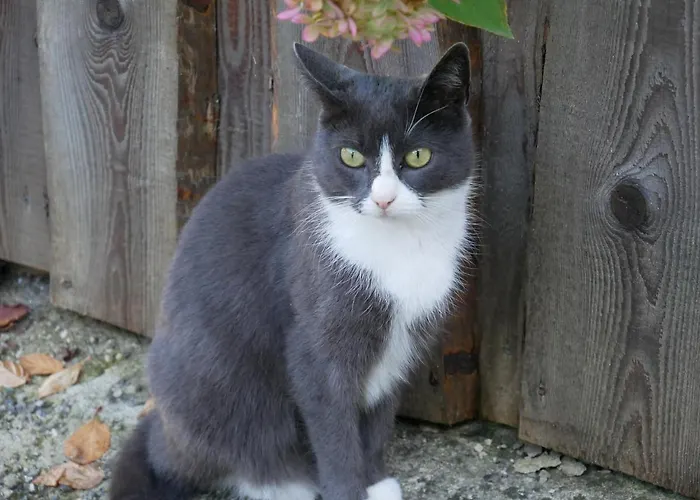 Hummelbrunner Bad Goisern